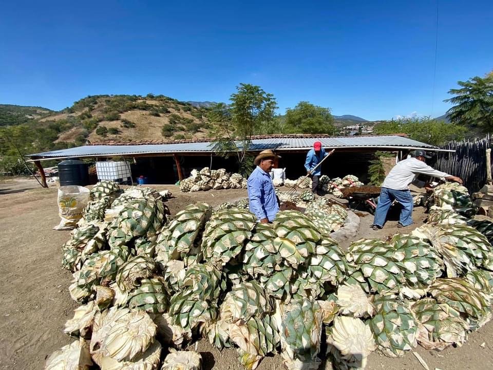 Agave harvest