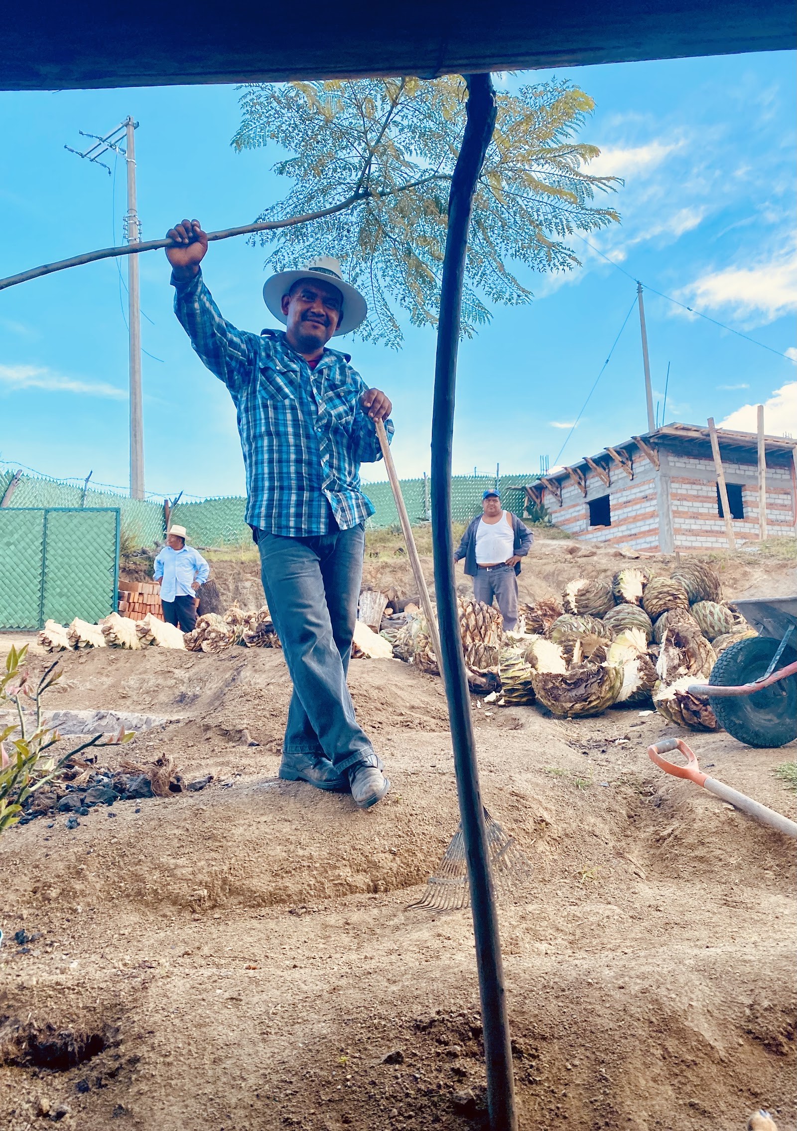 worker with split agave piñas