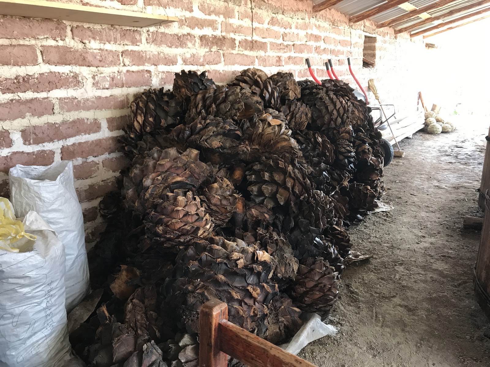 roasted agave piñas, stacked