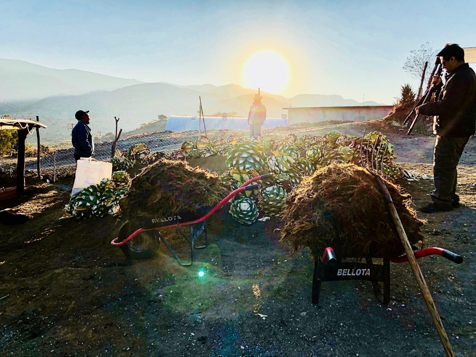 loading agave at sunrise
