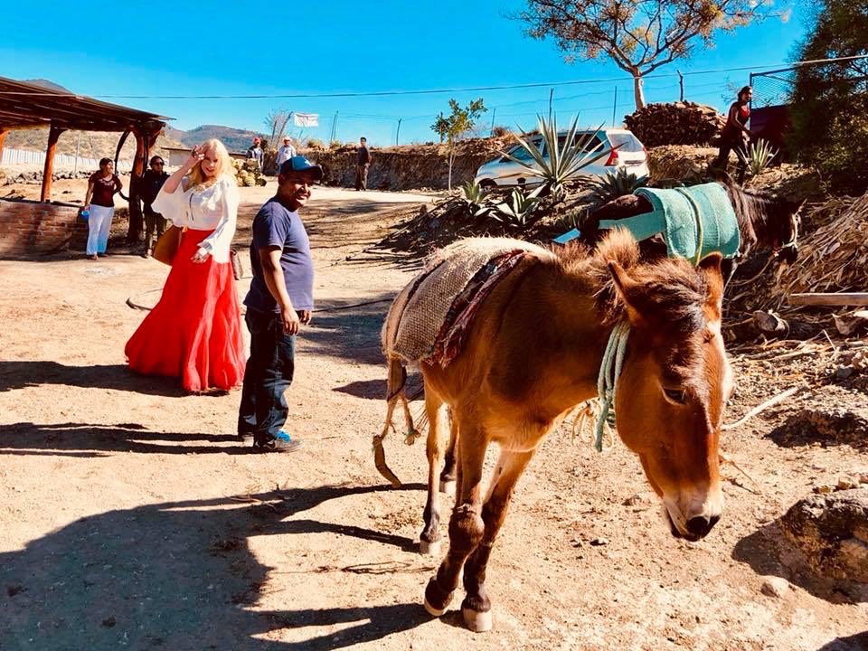 a mule carries agave to the palenque