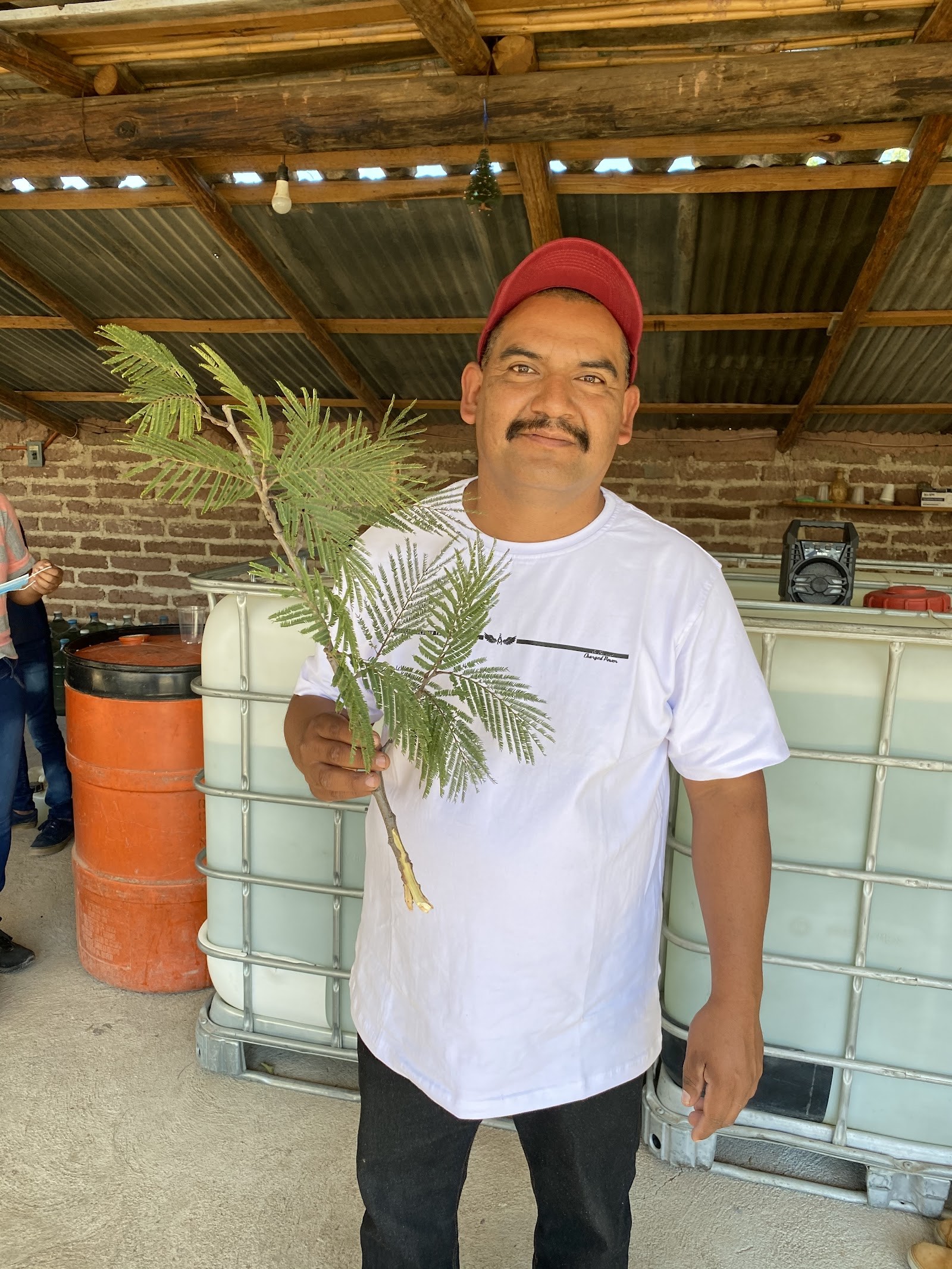 man holding agave seedling sprig