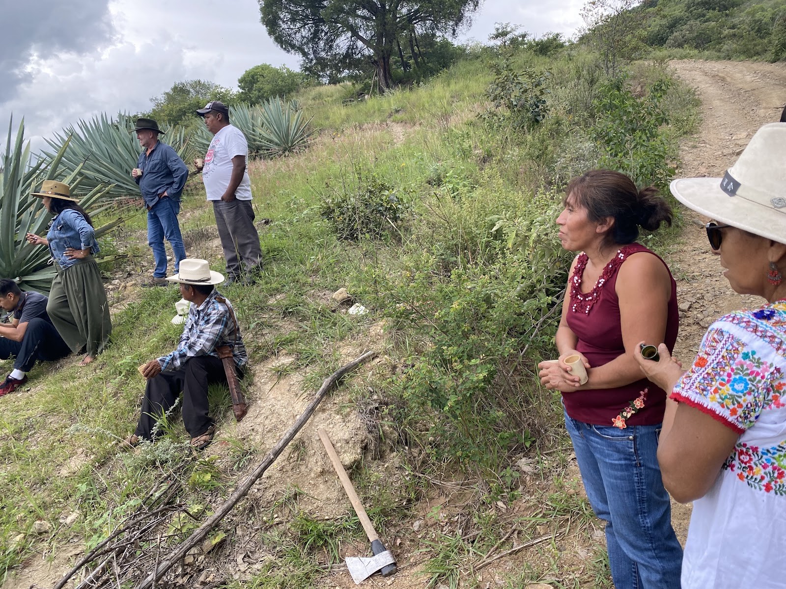 gathering along an agave field path
