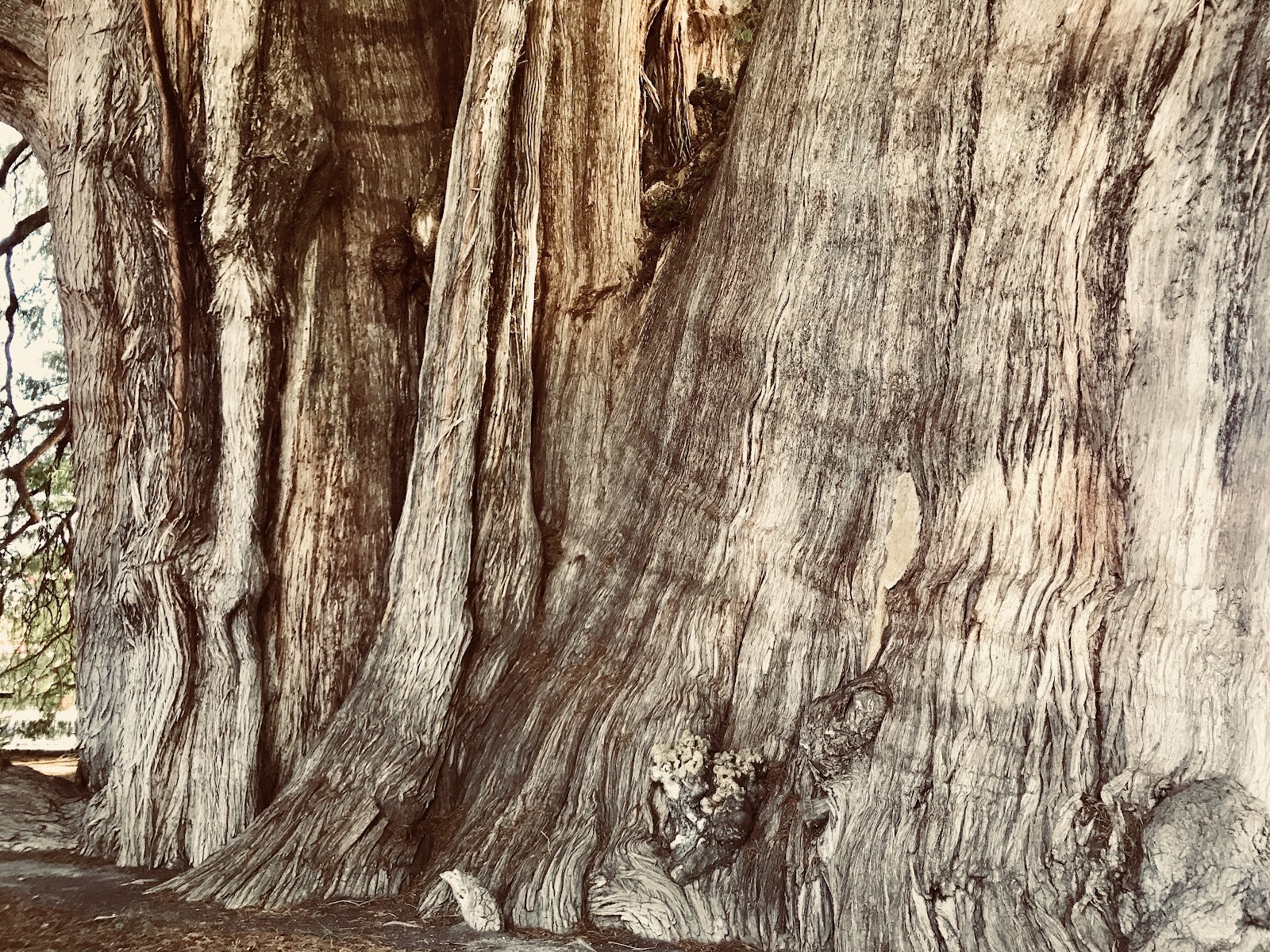 the ancient Tule tree