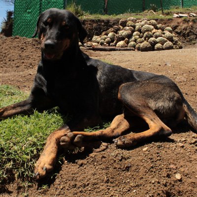 Bailey