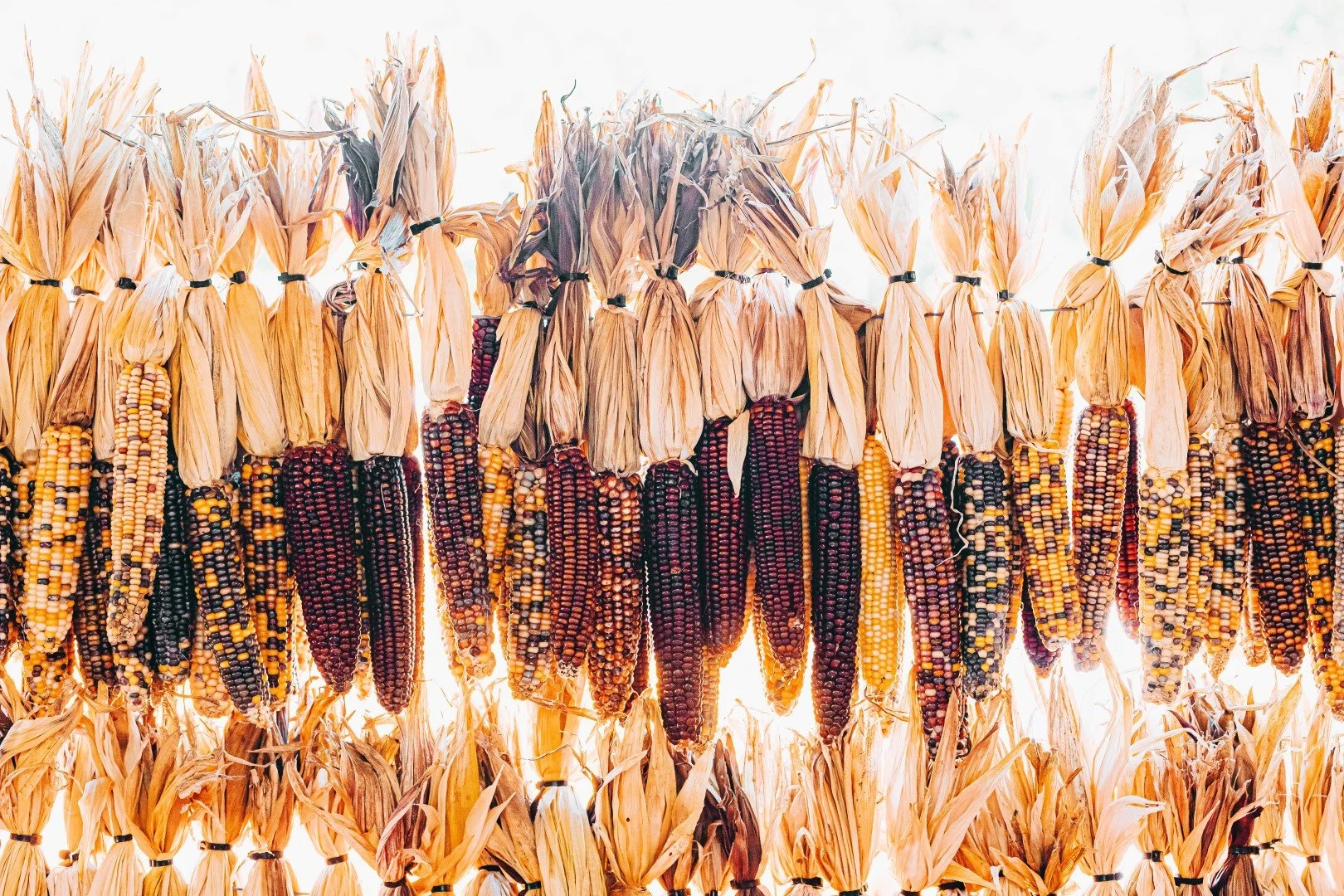 Corn: Tlaolli — Our Sustenance story image