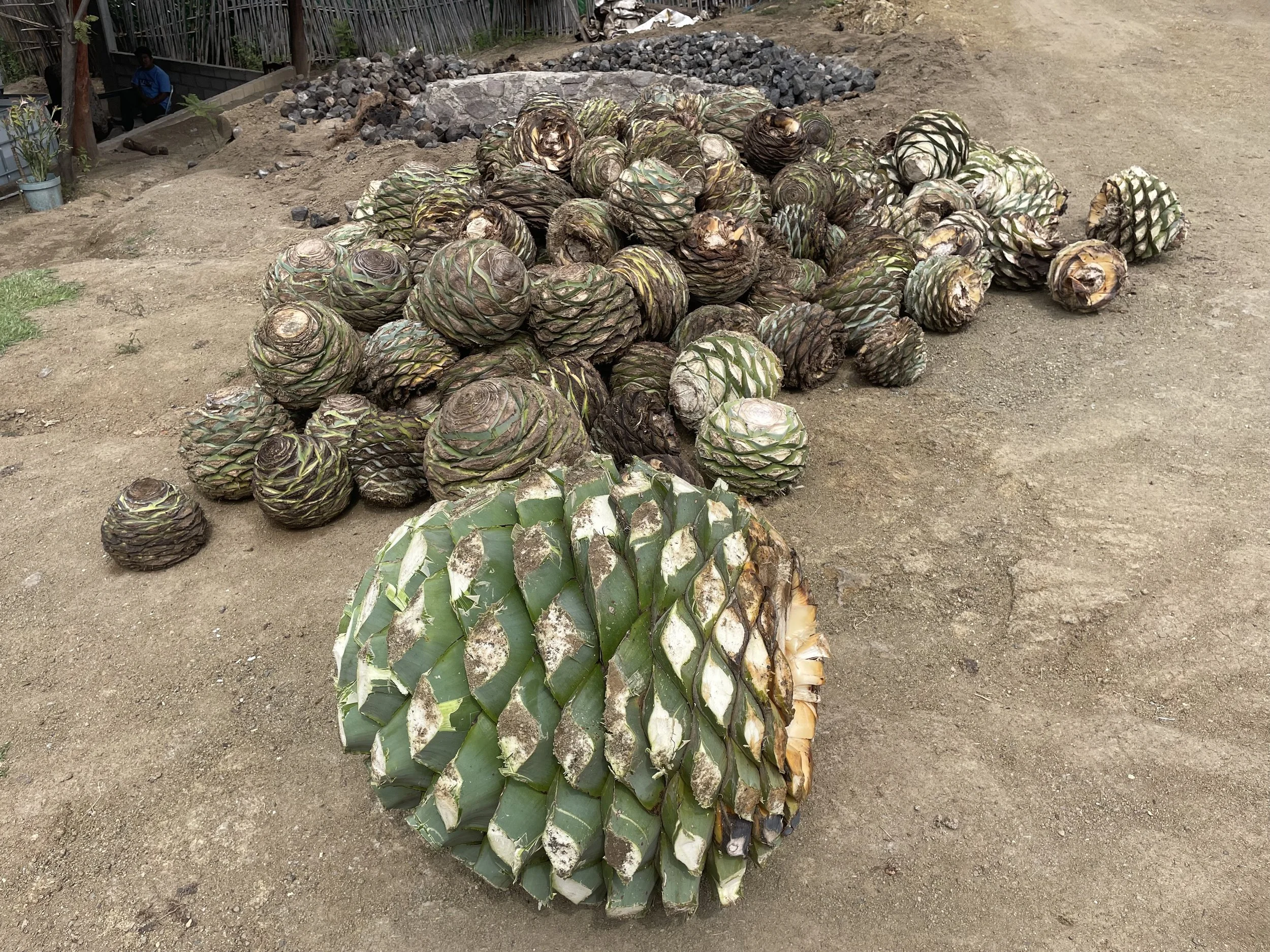 The Big Piña story image